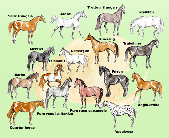 cheval-race-de-chevaux-selles-français-arabe-trotteur-français-lipizzan-pur-sang-camargue-frison-anglo-arabe-pure-race-espagnole-pure-race-lusitanien-islandais-appaloosa.